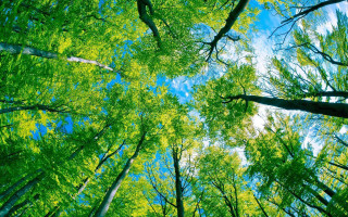 Sky trees forest green leaves - a view of the sky free wallpaper