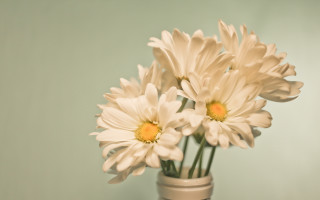 White flowers vase table wall - white flower free wallpaper