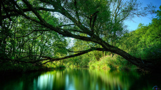 River tree blue sky green - free nature wallpaper for desktop