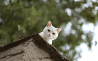 White cat roof tree building - top of a roof next free wallpaper