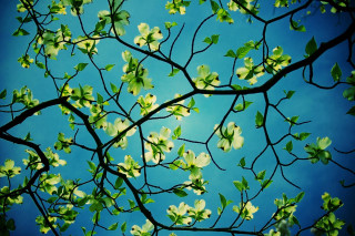 Tree branch green leaves blue - blue sky in the background free wallpaper