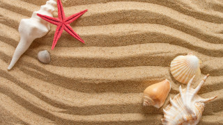 Red starfish shells sandy beach - a sandy beach free wallpaper for desktop