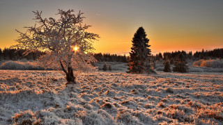 Snowy tree sunset forest autumn - the sun in the distance behind free wallpaper