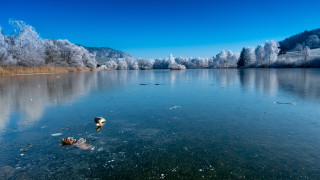 Lake ice trees ducks winter - german romanticism free wallpaper for desktop