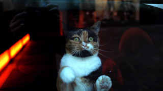 Black cat glowing eyes window - surrealism free wallpaper