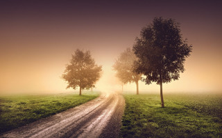 Dirt road trees fog sunset - volumetric fog free wallpaper for desktop