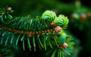 Pine branch cones needles bokeh - a close up of a pine tree branch free wallpaper