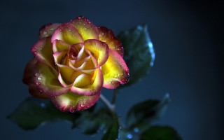 Yellow red rose water droplets - rose free wallpaper for desktop