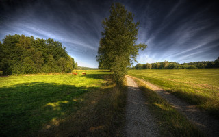 Dirt road tree field sunset - a dirt road in a field free wallpaper