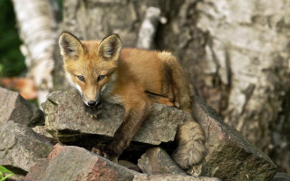 Fox cub rock woods sad - furry free wallpaper