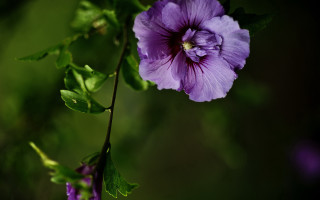 Purple flower green leaves macro 5 - the dark background free wallpaper