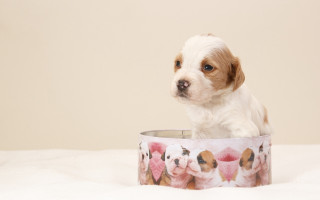 Puppy bowl puzzle pop art - a bowl free wallpaper