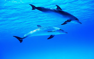 Dolphins ocean underwater blue sky - blue water free wallpaper