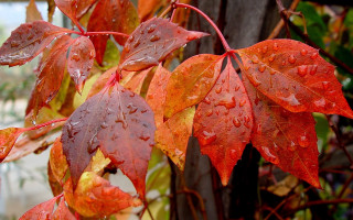 Red leaves water droplets autumn - a house in the background free wallpaper
