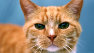 Orange black shiba inu cat - a close up of a cat free wallpaper