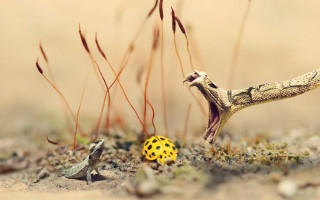 Yellow bug snake grass yellow - free bird wallpaper