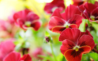 Red flower vase blurry bokeh - the table free wallpaper