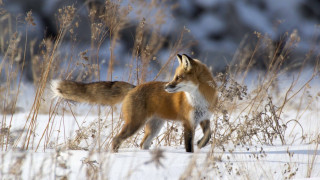 Fox walking snowy field tall - a snowy field free wallpaper
