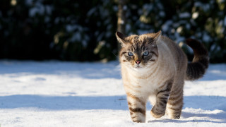Blue eyed cat walking snow - a blurry background of trees and bushes free wallpaper
