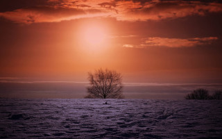 Lone tree snowy field red - cloud and sun free wallpaper