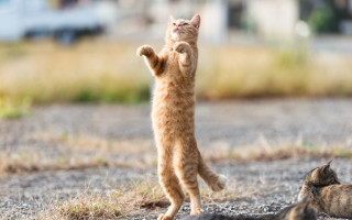 Cat standing up dynamic arabesque - dynamic pose free wallpaper