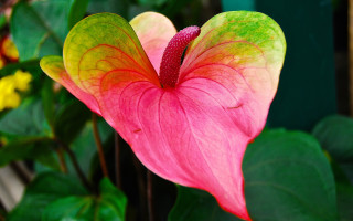 Pink yellow flower leaves vivid - vivid color free wallpaper