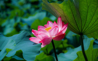 Pink lotus pond green leaves - vivid color free wallpaper