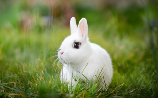 Sad rabbit grass nature blurry - a white rabbit free wallpaper