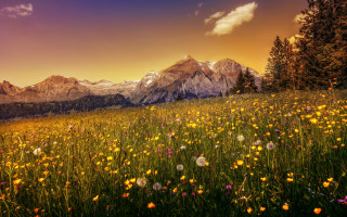 Wildflowers mountains sunset colorful sky - a colorful sky free wallpaper
