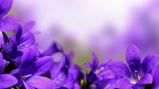 Purple butterfly flower glow macro - a blurry image free wallpaper for desktop