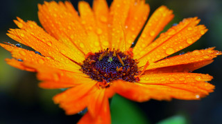 Flower water droplets macro autumn 2 - petal free wallpaper