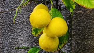 Lemons hanging tree leaves stone - boetius adamsz bolswert free wallpaper for desktop
