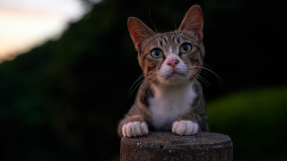 Serious cat on wooden post - a serious look free wallpaper