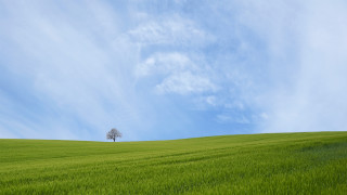 Lone tree grassy hill blue 2 - grassy free wallpaper for desktop