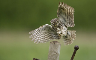 Two birds pole grass wings - andrew geddes free wallpaper