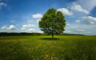 Lone tree field flowers blue 2 - under a blue sky free wallpaper
