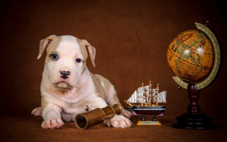 Dog telescope ship globe wooden - a globe free wallpaper