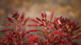 Red plant closeup bokeh macro - red flower free wallpaper