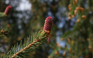 Pine cone branch bokeh christmas - a pine cone free wallpaper