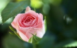 Pink rose green leaves blurry 7 - a pink rose free wallpaper for desktop