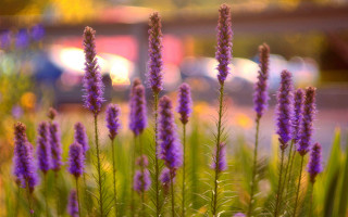 Purple flowers field city shallow - purple flower free wallpaper for desktop