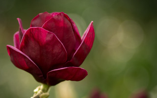 Red flower blurry green background - green leaf and grass free wallpaper