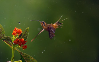 Hummingbird flower hover macro award - its beak open free wallpaper