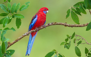 Red blue bird branch leaves - a green background free wallpaper
