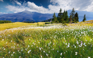 Wildflowers pine trees mountains blue - the background in the distance free wallpaper