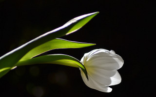 White flower green leaves black 2 - dirck van der lisse free wallpaper