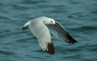 White bird over ocean wings - free bird wallpaper