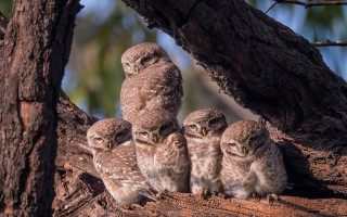 Owls forest branch blurry depth - a tree branch in a forest area free wallpaper for desktop