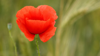 Red flower green grass blurry - a red flower free wallpaper for desktop