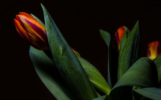 Flower center red yellow shallow - a black background behind free wallpaper